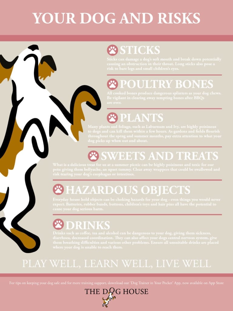 Everyday items that may be potential dog risks.