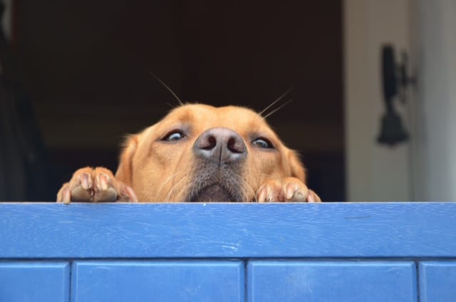 Dog Looking Over Wall