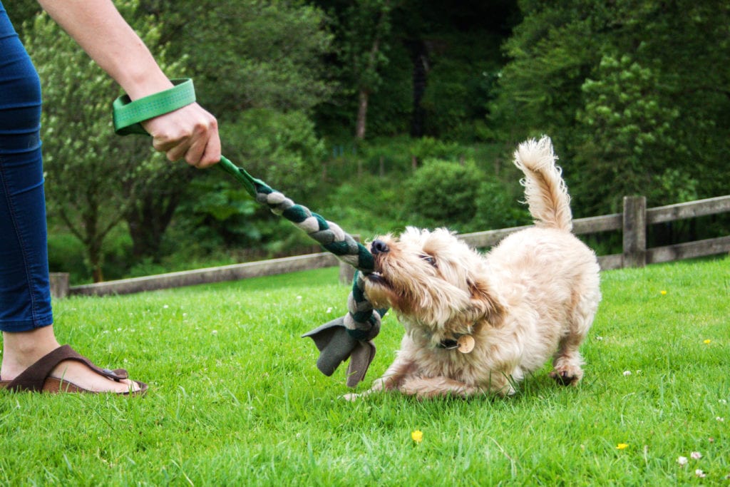 Dog tugging on a tug toy