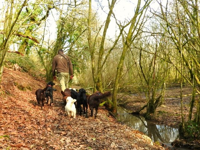 Dogs Walking Through Autumn Leaves