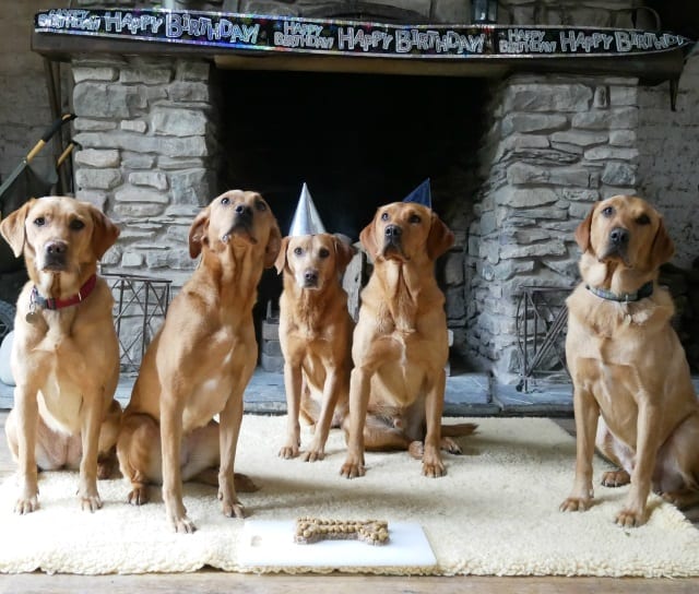 Labradors with Dog Birthday Cake