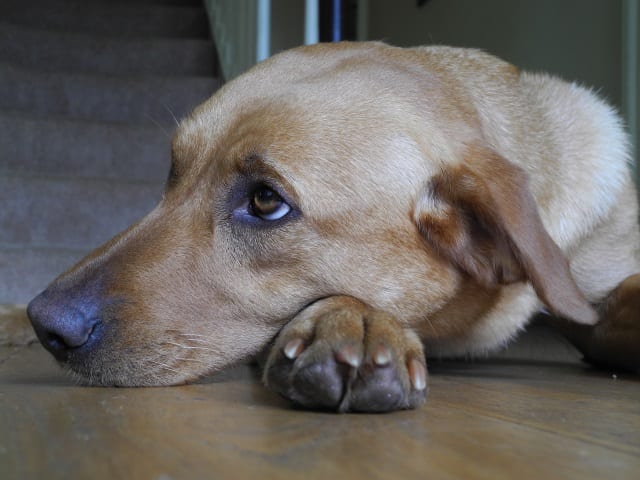 Sad Looking Dog on Fireworks Night