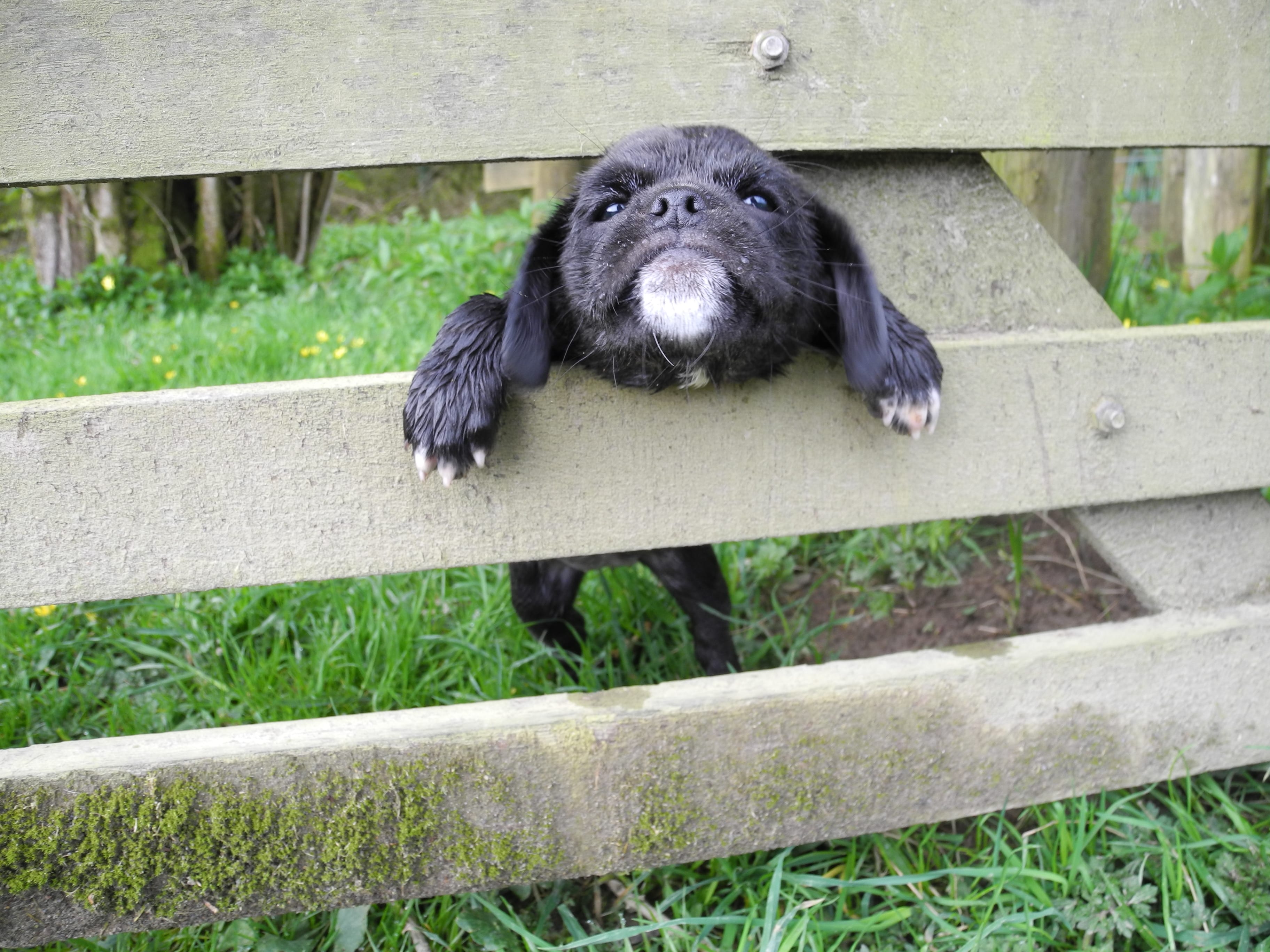 The Dog House Wales Dog Boarding Dog head through fence Activity