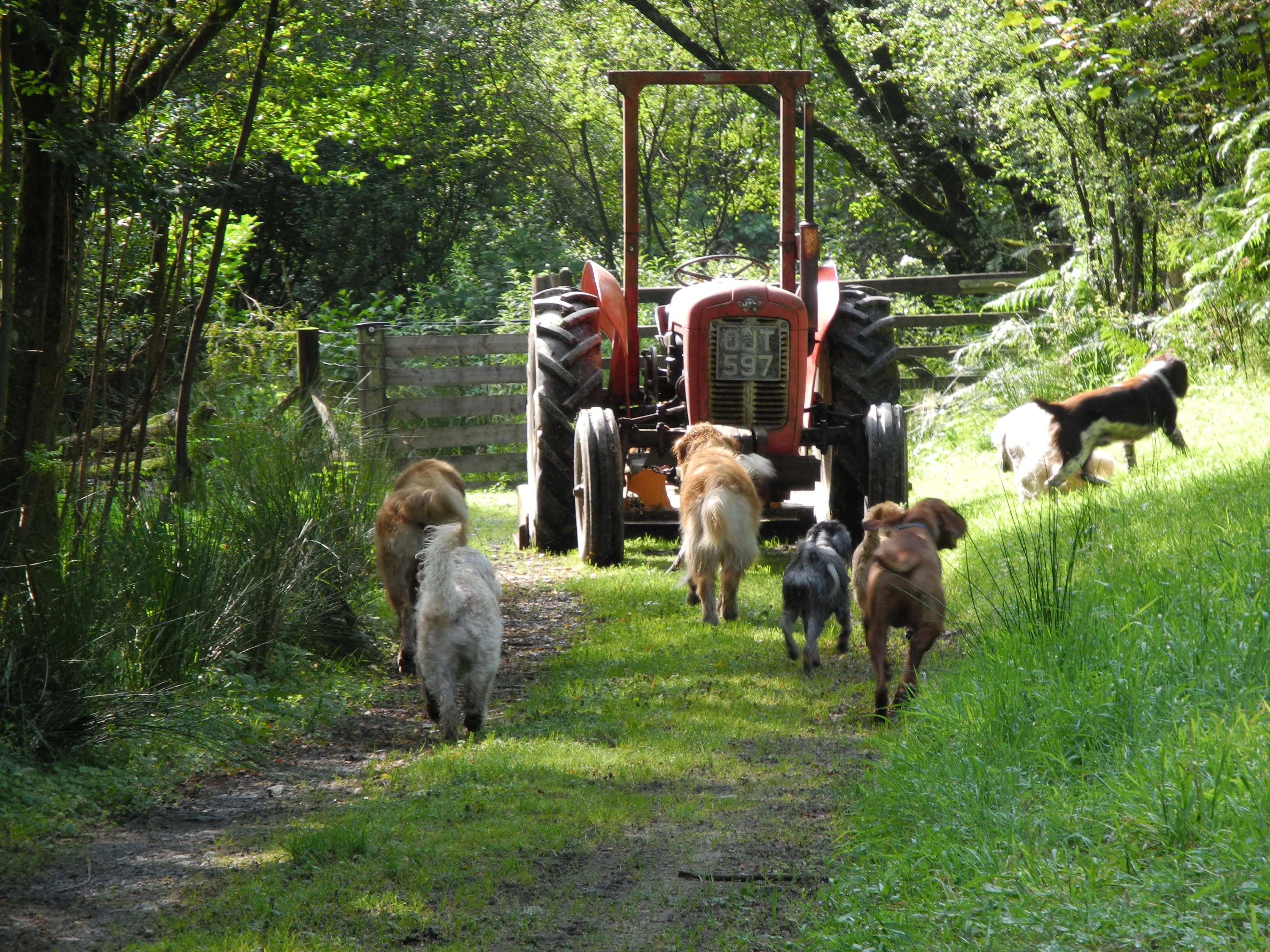 The Dog House Wales Dog Boarding Dogs running with Tractor The
