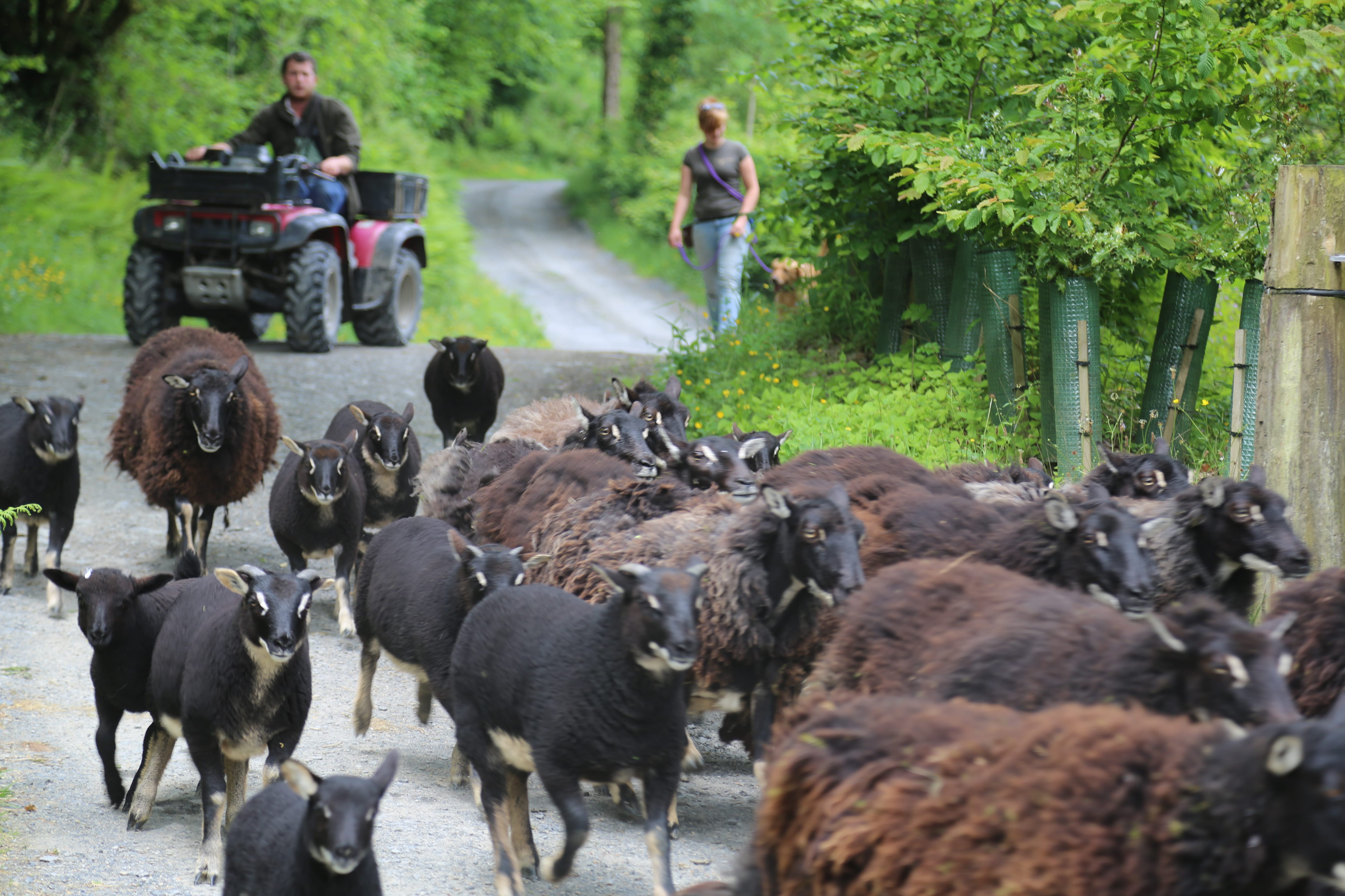 The Dog House Wales Dog Boarding Running Sheep Farm The Dog