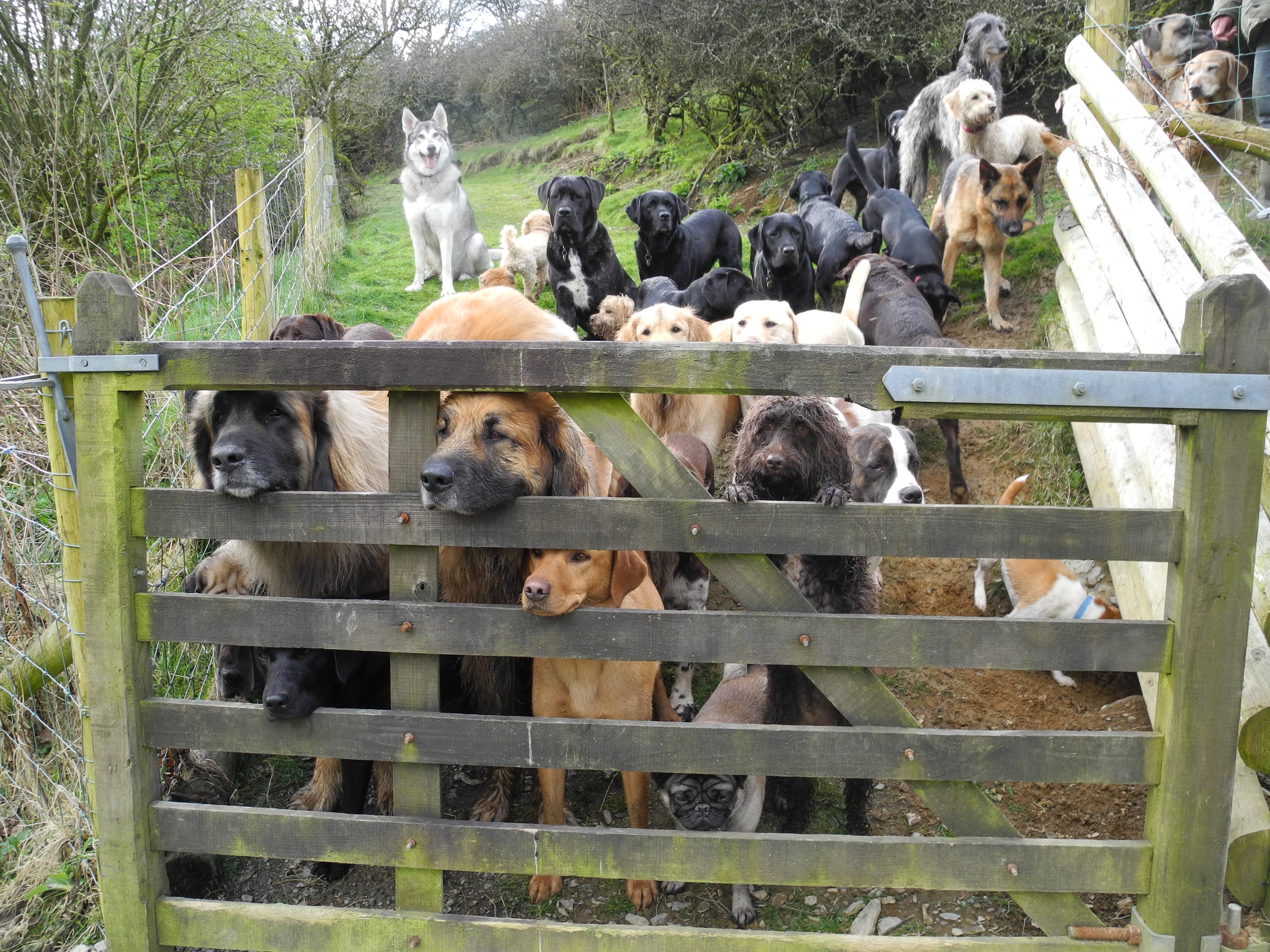 The Dog House Wales Dog Boarding Dog Group Image 2 The Dog House